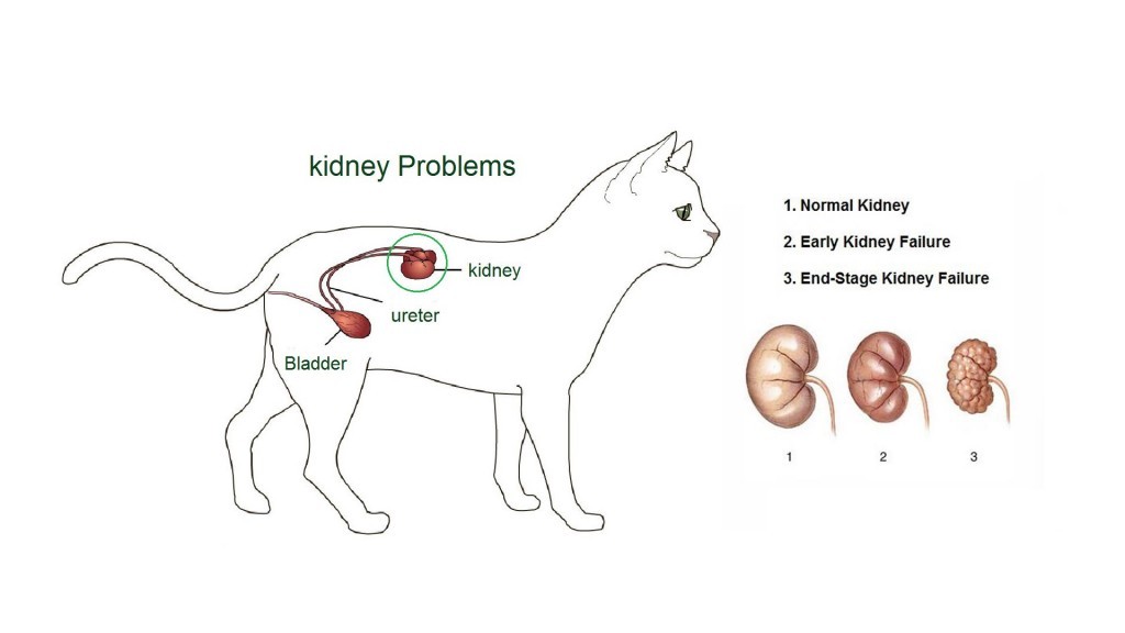 kidney