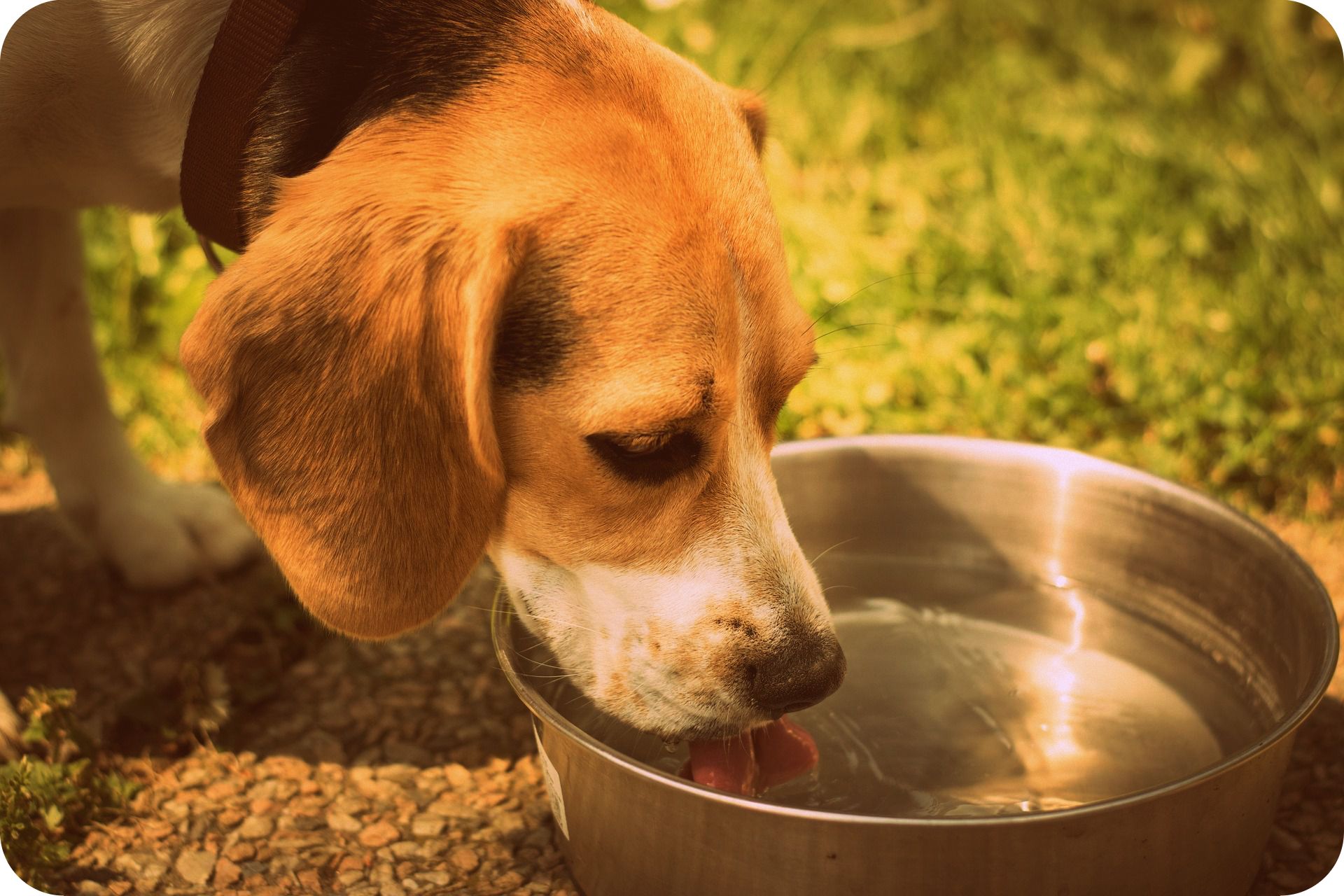 照顧老犬-飲食篇一