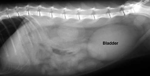 x-ray bladder