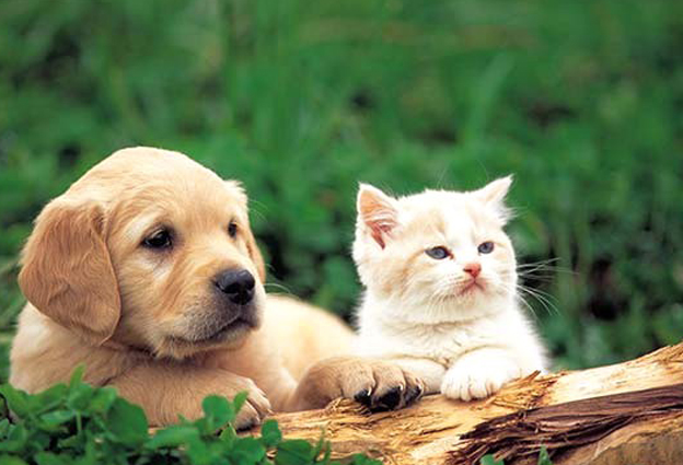 dog and cat by fukidesign