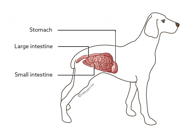 doggastrointestinal0101scaler