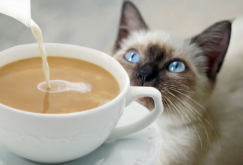cat drinks coffee