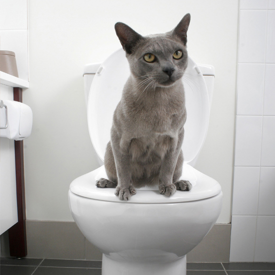 cat urination