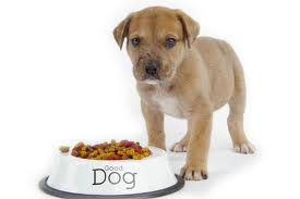 dog eats much more suddenly