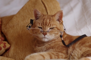 senior cat