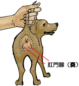 肛門腺