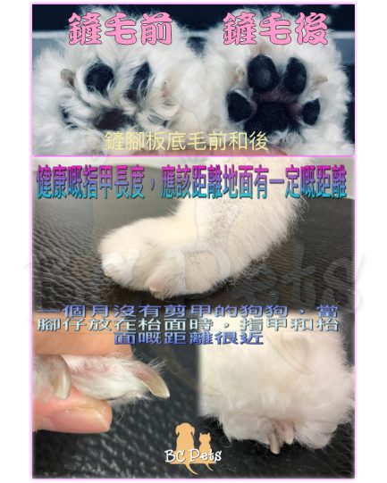 CODOS CP-5200 寵物護理套裝 (修毛/磨甲) - Image 2