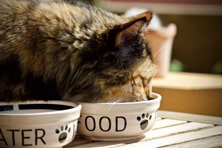 Cat Food