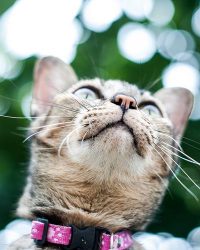 貓胸背帶/頸帶/拖帶