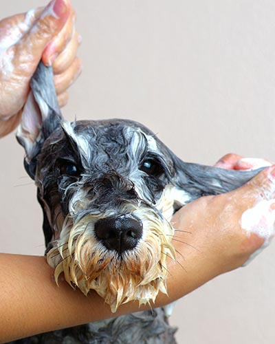 Dog Bath