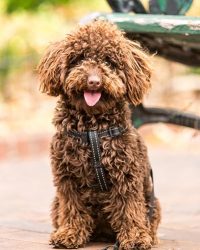 狗胸背帶/頸帶/拖帶