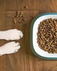 天然狗糧 Natural Dog Food