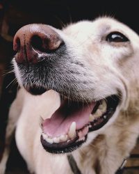 口腔清潔護理用品