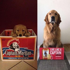 Puppy-to-Dog