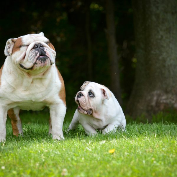 幾時幼犬糧轉食成犬糧?