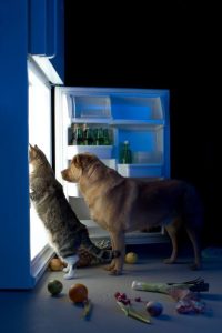 BC Pets 貓糧狗糧存放及餵食心得