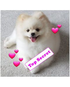 狗都識自己刷牙