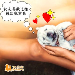 狗狗愛按摩 封面