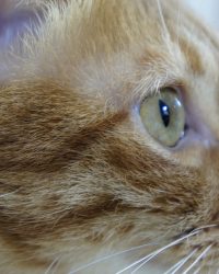 護眼/淚痕保健用品