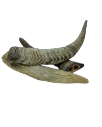 Merrimore 狗小食 – Goat Horn 山羊角 3pcs