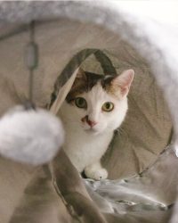 汪喵星球 S型靜音貓隧道 (可折疊)