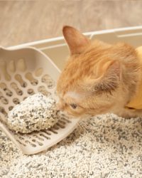 汪喵星球 益生菌消臭豆腐砂 – 原味(米粒型) 7L(2.7kg)