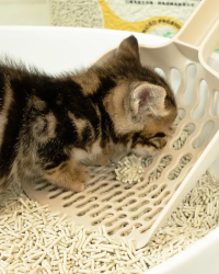 (原箱優惠6包)汪喵星球 益生菌消臭豆腐砂 – 花草味(條型) 7Lx6