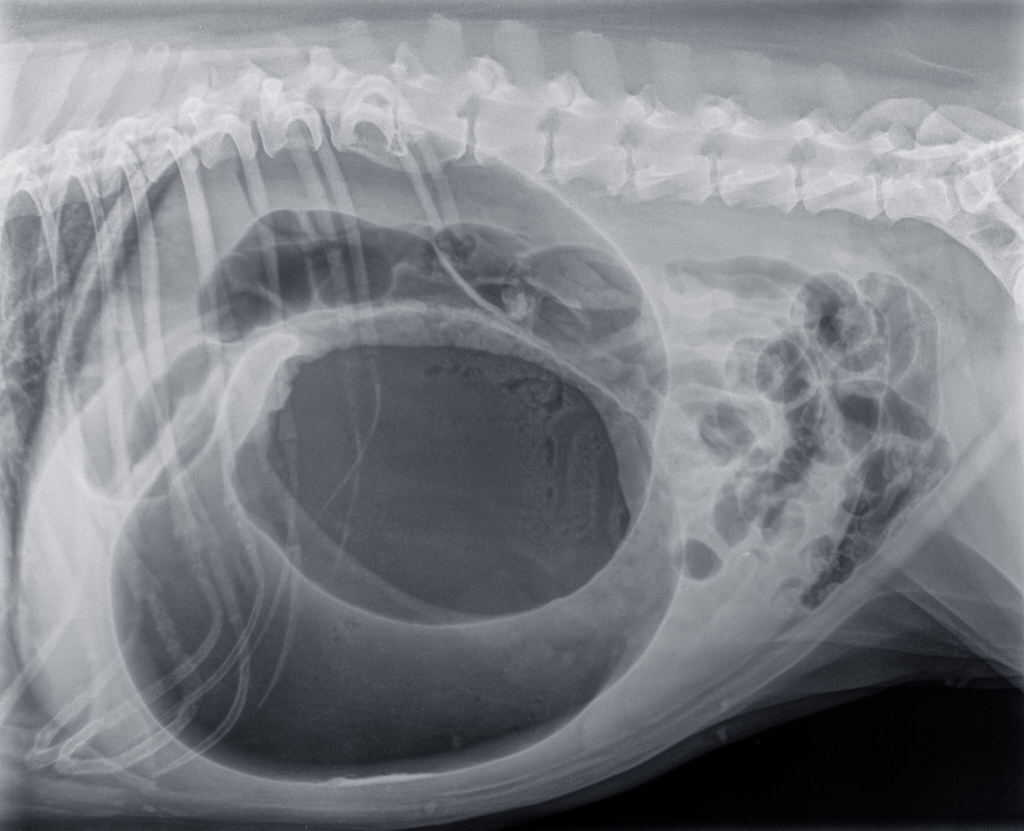 Gastric Dilatation-Volvulus