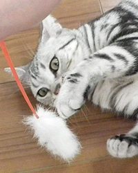 CattyMan 兔毛尾巴逗貓棒 (84264)