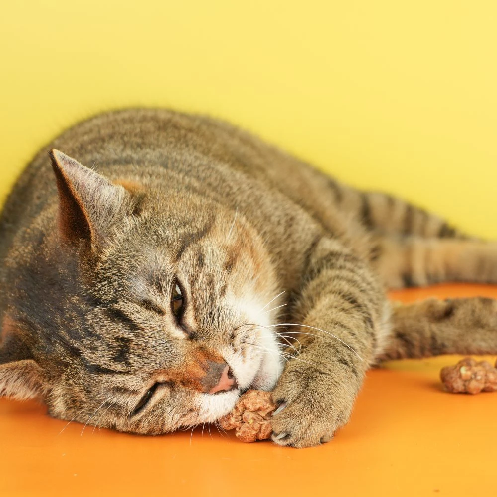 怪獸部落 - 快樂凍乾蟲癭果 18g1