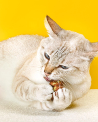 怪獸部落  – 快樂凍乾蟲癭果 18g