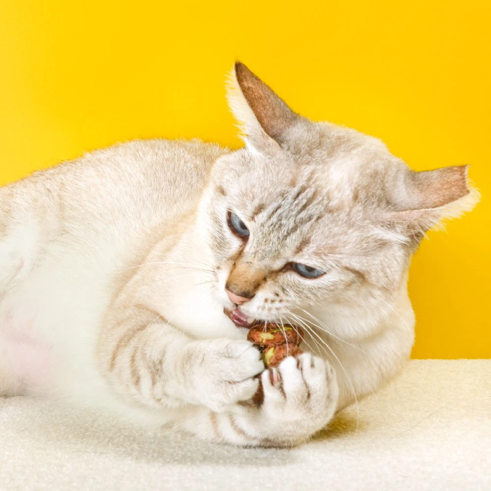 怪獸部落 - 快樂凍乾蟲癭果 18g2