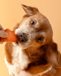 汪喵星球 狗狗咬咬原肉零食 – 熱烘雞里肌 67g