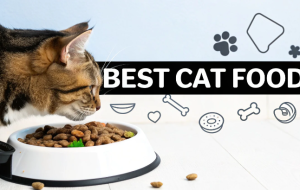 Best Cat Food
