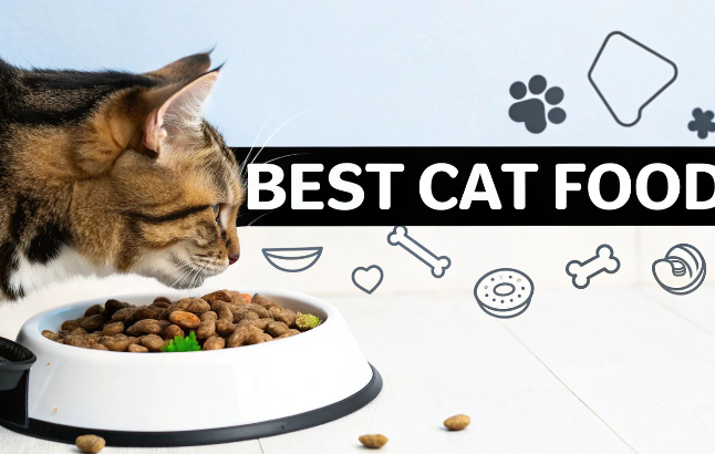 Best Cat Food