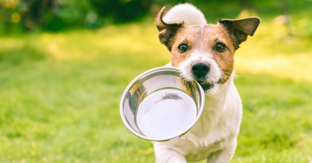 Dog and dog bowl