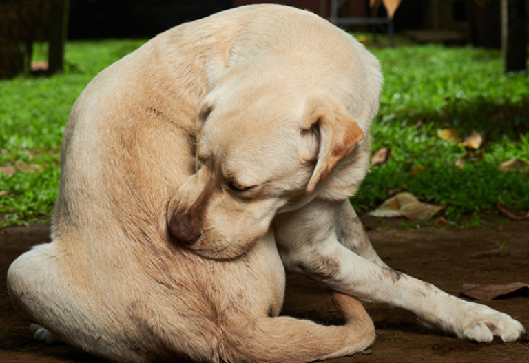 Dog allergy