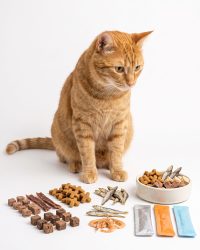 貓小食 Cat Treat