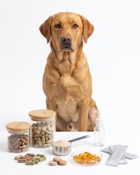 寵物保健用品