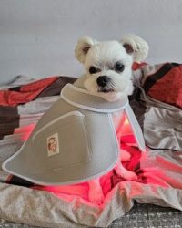 Ciriuspet Warm Pad-Pro (PH-LS07) Pet Infrared Light-Therapy Pad – Lie-On (15kg and above)