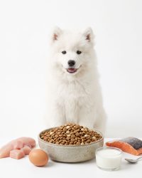 幼犬糧