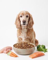 老犬糧