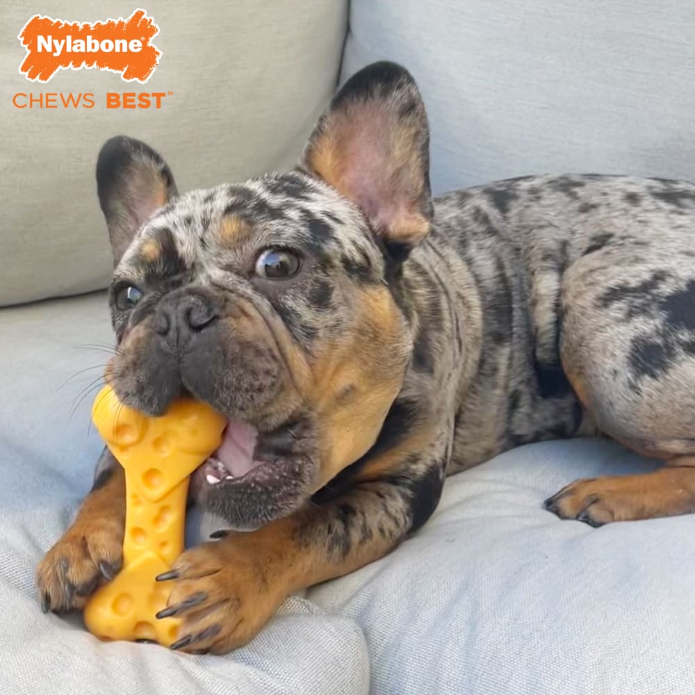 NYLABONE Power Chew 芝士味狗骨玩具 (中-35lbs以下)